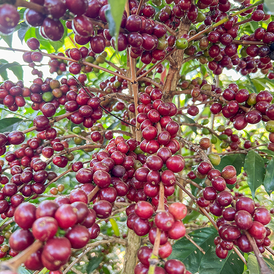Photo of [디카페인] 에티오피아 예가체프 할로 베리티 내추럴 Ethiopia Yirgacheffe Halo Beriti Natural Decaf
