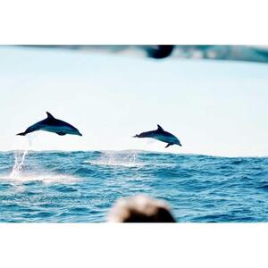 Cruise with Australia&#039;s Byron Bay Dolphin Tour [GG_t309973]