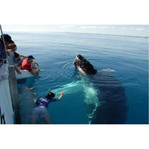 HERVEY BAY: 독점적인 고래 관찰 만남