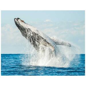 与澳大利亚拜伦湾海洋生物学家一起进行的超级鲸鱼观察邮轮 [GG_t219582]