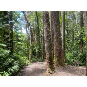 From Honolulu, Oahu, Hawaii, USA: Best Manoa Falls Trail Hike Shuttle
