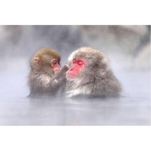 일본 나가노: 눈 원숭이, 젠코지 &amp; 사케 당일치기 여행 [GG_t54964]
