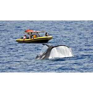 Lahaina, Maui, Hawaii, USA: 2-Hour Whale Watching Tour