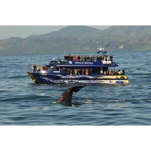 카이코우라: 고래 관찰 크루즈