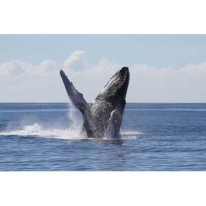미국 하와이 오아후 섬: 계절 고래 관찰 크루즈