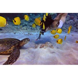 Lahaina, Maui, Hawaii, USA: Turtle Village Snorkeling and Whale Watching Cruise