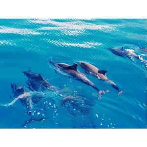 West Oahu, Hawaii, USA: Swim with Dolphin Catamaran Cruise