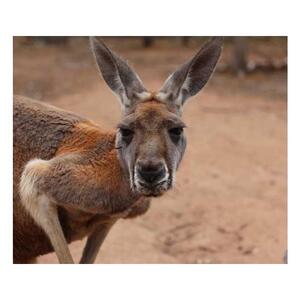 브리즈번 출발: 호주 동물원 입장권 및 코알라 포옹