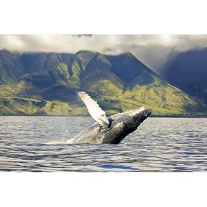 米国ハワイオアフ島：環境に優しいウエストコーストクジラ観察クルーズ