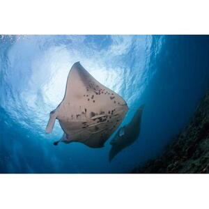 Big Island, Hawaii, USA: Manta Ray Guaranteed Snorkeling with Manta Rays