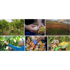 미국 하와이 마우이 라하이나: 초콜릿 시음이 포함된 1.5시간 카카오 농장 투어