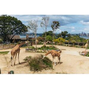 호주 시드니: 타롱가 동물원 티켓 [GG_t24678]