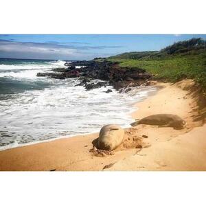 Kauai, Hawaii, USA: Private Wildlife, Beach Hike with Snorkel Option