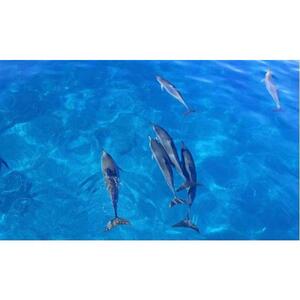 Kona, Big Island, Hawaii, USA: Dolphin Watching and Double Snorkeling Boat Tour with BBQ