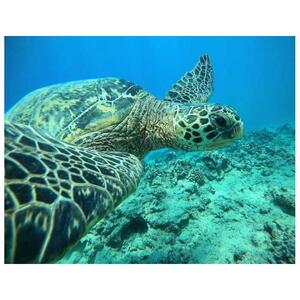 Oahu Honolulu Turtle Gorge Guide Snorkeling Adventure Tour, Hawaii, USA [GG_t424204]