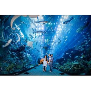 Dubai Aquarium and Underwater Zoo Day Admission Ticket, United Arab Emirates