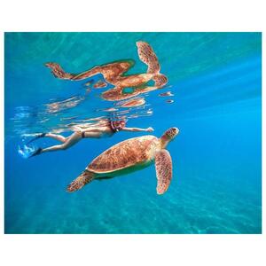 미국 하와이 오아후 호놀룰루 출발: 거북이 스노클링 투어