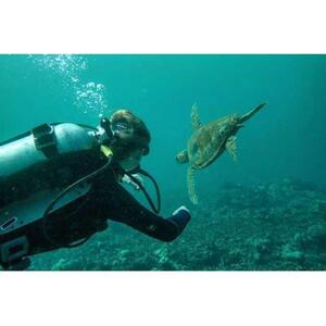 미국 하와이 빅아일랜드 힐로: SEA TURTLE COVE의 1탱크 인증 비치 다이빙