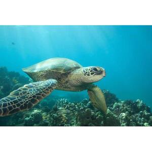 Hilo, Big Island, Hawaii, USA: Snorkeling Turtle Lagoon and Black Sand Beach