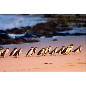 来自澳大利亚墨尔本：企鹅归巢和考拉之旅 [GG_t83271]