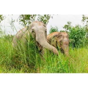 タイバンコク発：パタヤ倫理的象保護区の毎日の旅行[GG_t168092]