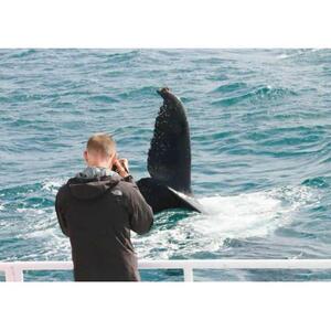 오거스타: 고래 관찰 투어