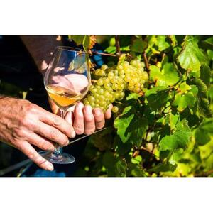 프랑스 니스 와인과 농산물 시음이 포함된 프로방스 빌리지 투어 [GG_t414783]