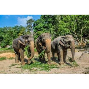 끄라비: 아오낭 코끼리 보호구역 반나절 투어
