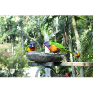 印度尼西亚巴厘岛小鸟公园1日入场券 [GG_t429625]