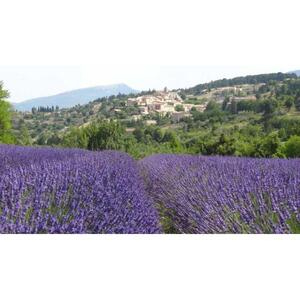 France&#039;s Aix-en-Provence departure saute lavender and Gord day trip [GG_t133662]