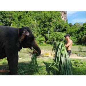 끄라비: 코끼리 목욕 &amp; ATV 어드벤처 콤보