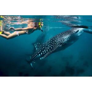 필리핀 세부 오슬롭 고래상어 수영 및 투말록 폭포 투어
