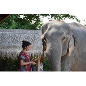 파타야: 윤리적 코끼리 보호구역 인터랙티브 투어