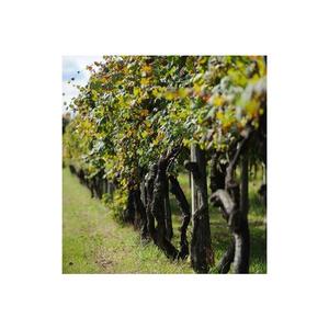 토리노 출발: 카나베세 음식 및 와인 가이드 투어