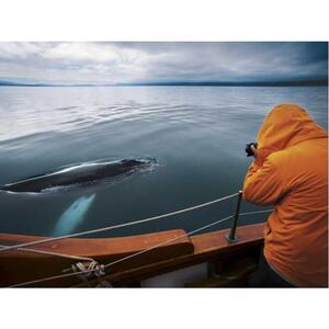 HÚSAVÍK: 탄소 중립 오크 보트에서 고래 구경하기