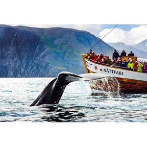 HÚSAVÍK: 가이드와 함께하는 고래 관찰 투어
