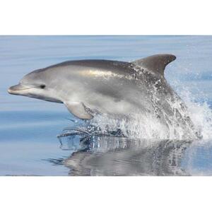 GOLFO ARANCI: 친환경 돌고래 관찰 보트 여행