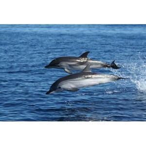 OLBIA: FIGAROLO 근처의 돌고래 관찰 및 스노클링 보트 투어