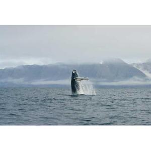 DALVIK에서 출발: 북부 아이슬란드의 북극 고래 관찰