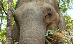 泰国 清迈 大象丛林保护区之旅 [KK_3266]