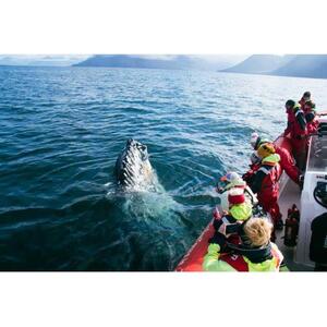 DALVÍK: 고래 관찰 스피드보트 투어