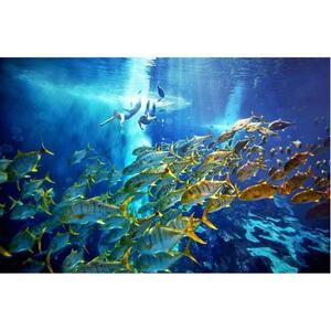 United Arab Emirates Dubai Lost Chambers Aquarium Snorkeling Experience [TI_p1035917]