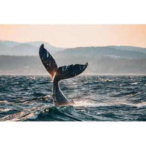 밴쿠버 반나절 고래 관찰 투어 티켓