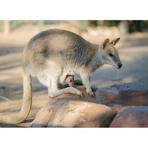 호주 시드니 페더데일 야생동물원 [TI_p978073]