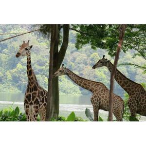 싱가포르 동물원 + 리버 원더스 (Singapore Zoo + River Wonders) [TI_p1032087]