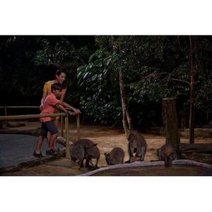 싱가포르 야간 사파리 + 싱가포르 동물원: 투인원 파크호퍼 [TI_p1029677]