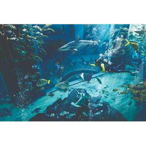 Dubai Lost Chambers Aquarium in the United Arab Emirates: Diving and Snorkeling Experience [TI_p1035849]