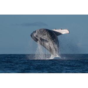 호주 선샤인코스트 물루라바 90분 동안 즐기는 고래 관찰 크루즈 [TI_p1015499]