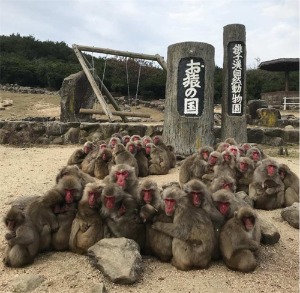 日本四国｜香川小豆岛｜铫子溪自然动物园 猿之国门票[KK_115175]