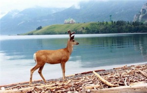 加拿大 [仅限夏季] 卡尔加里出发的沃特顿湖国家公园一日游[KK_141254]